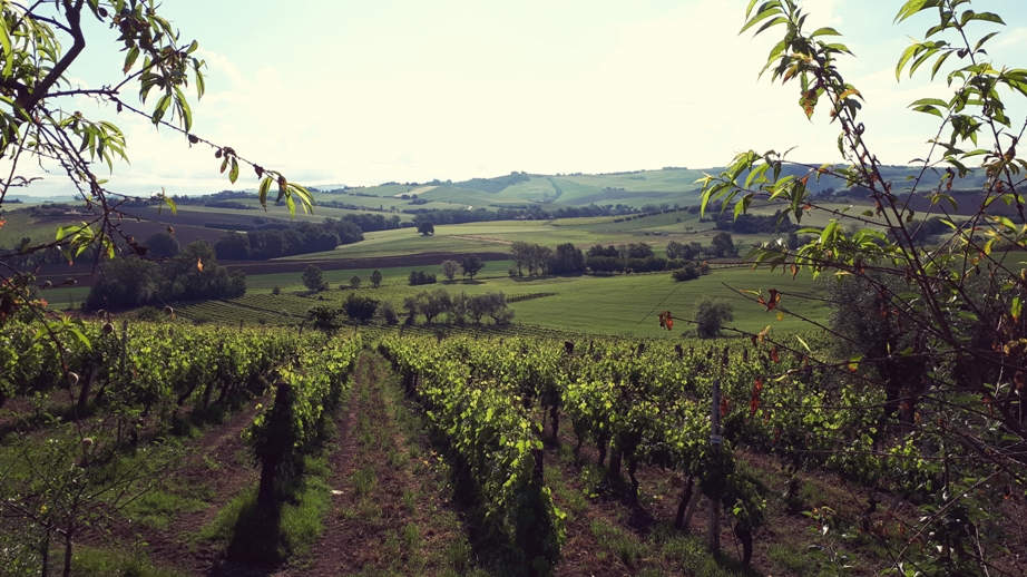 Azienda Zannotti Vigneto Verdicchio